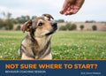 Attentive dog looking up at a treat - Behavior Coaching Session