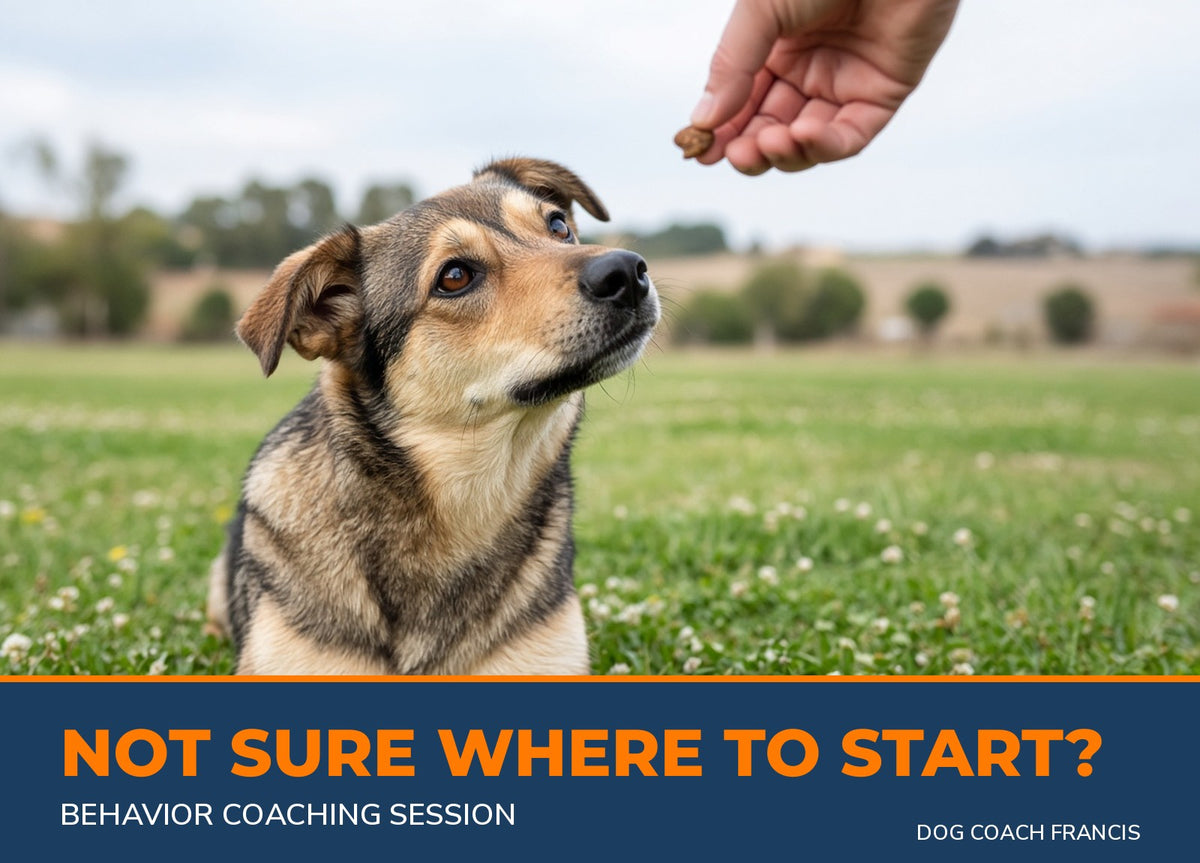 Attentive dog looking up at a treat - Behavior Coaching Session