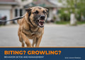 Dog growling and showing teeth on leash - Behavior Detox and Management for biting and aggression