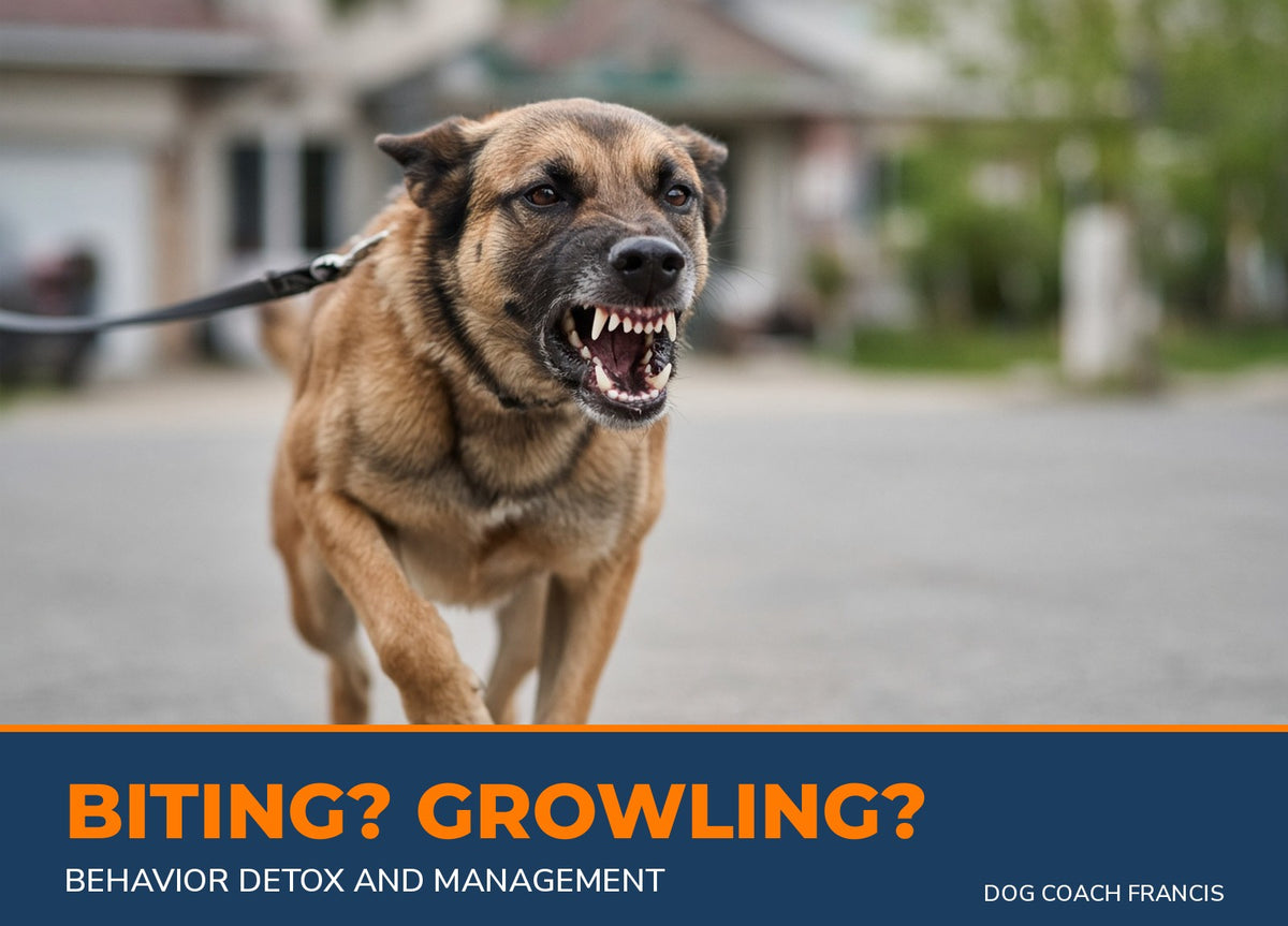 Dog growling and showing teeth on leash - Behavior Detox and Management for biting and aggression