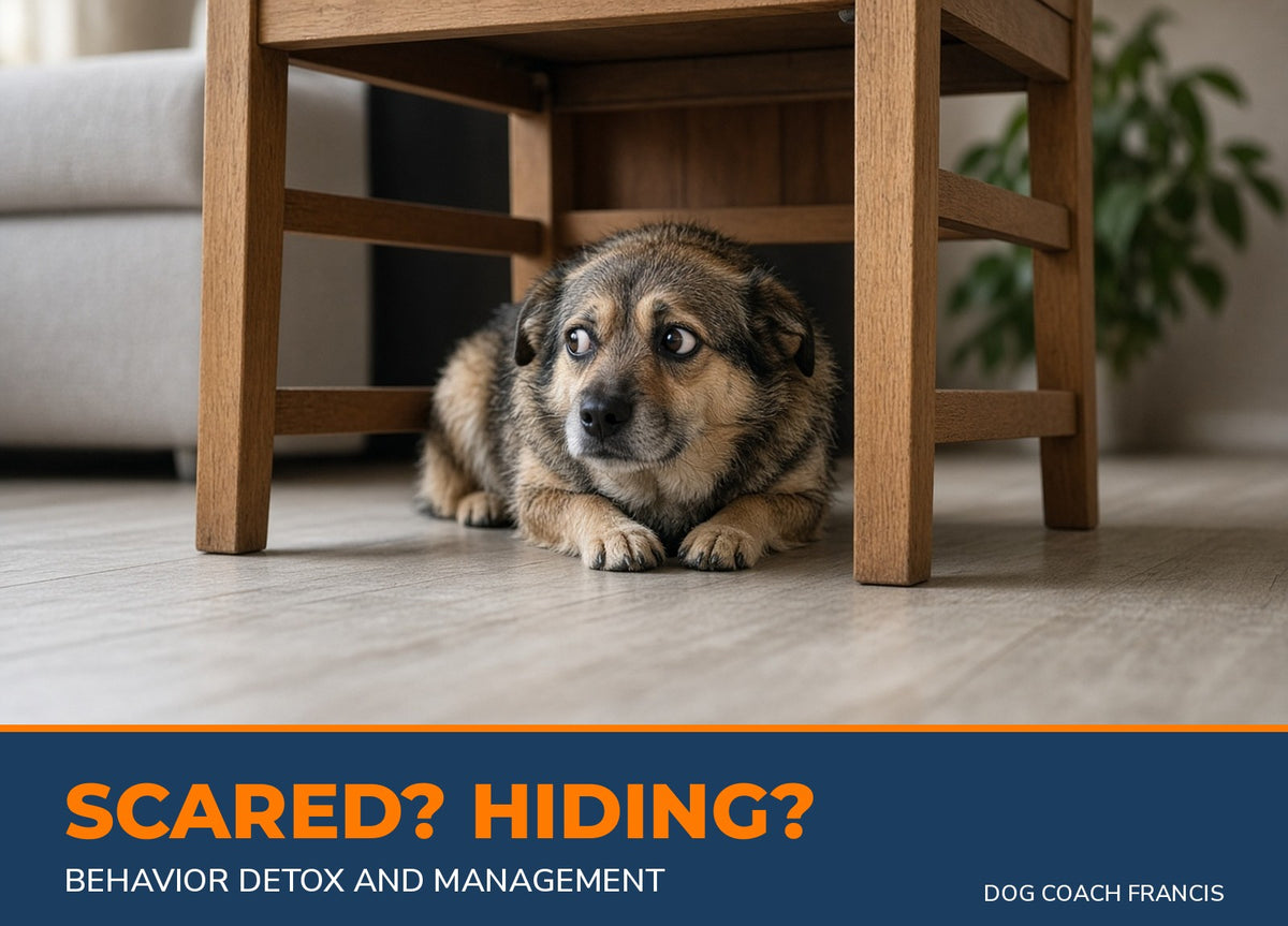 Scared dog hiding under a chair - Behavior Detox and Management for fearful dogs