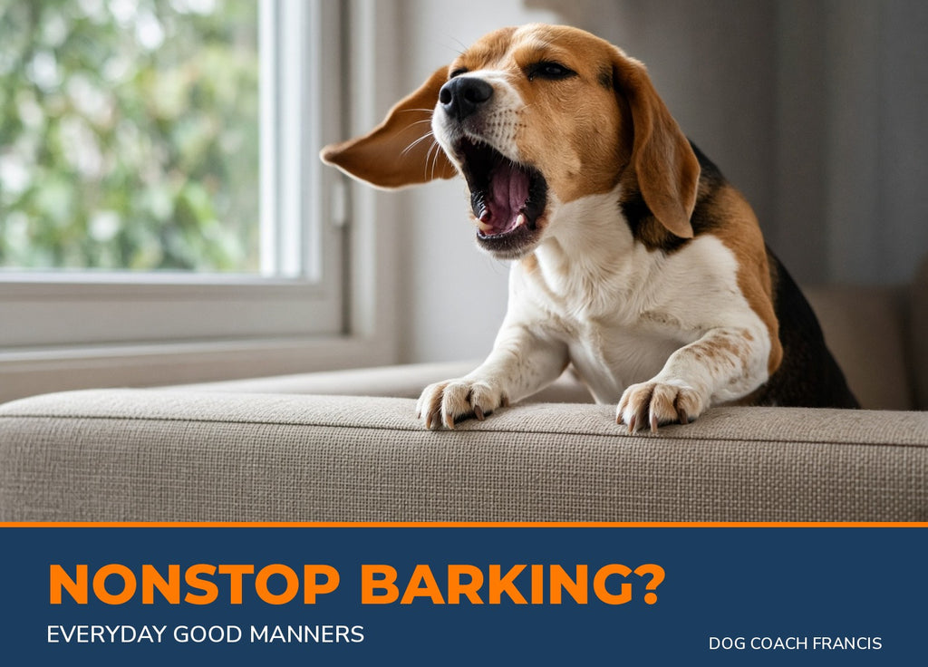 Beagle barking at the window - Everyday Good Manners training