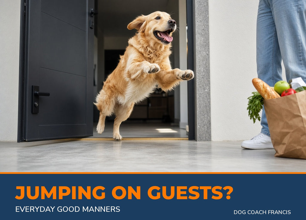 Dog jumping on a guest at the front door - Everyday Good Manners training