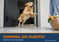 Dog jumping on a guest at the front door - Everyday Good Manners training