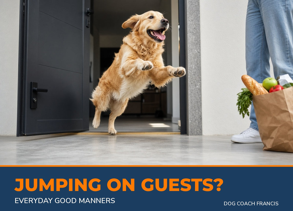 Dog jumping on a guest at the front door - Everyday Good Manners training